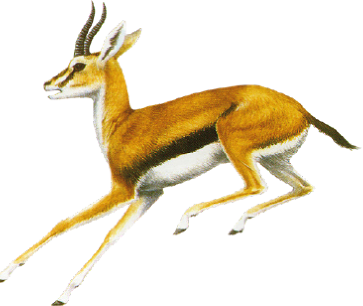 figure-deer.png