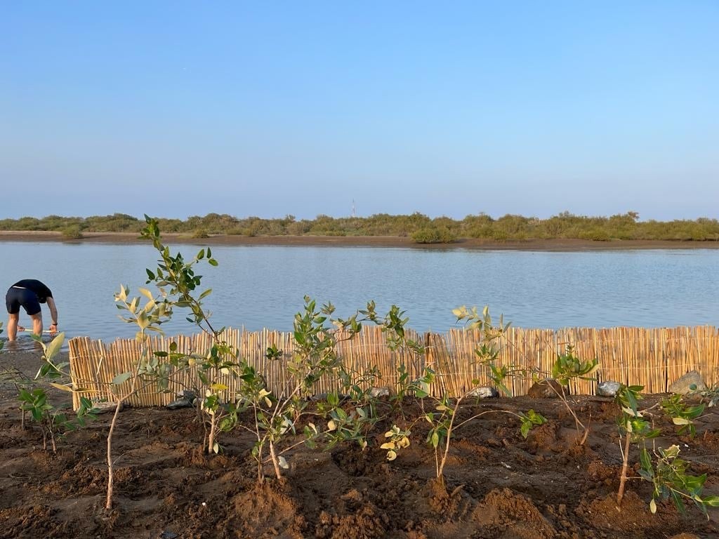 Planting for the Planet