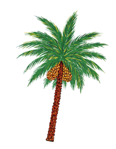 palm-stem.png