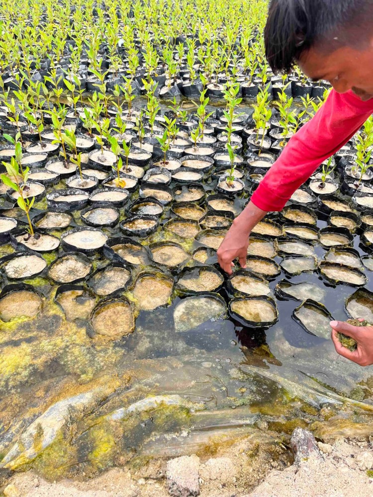 Planting for the Planet: Emirates Nature WWF