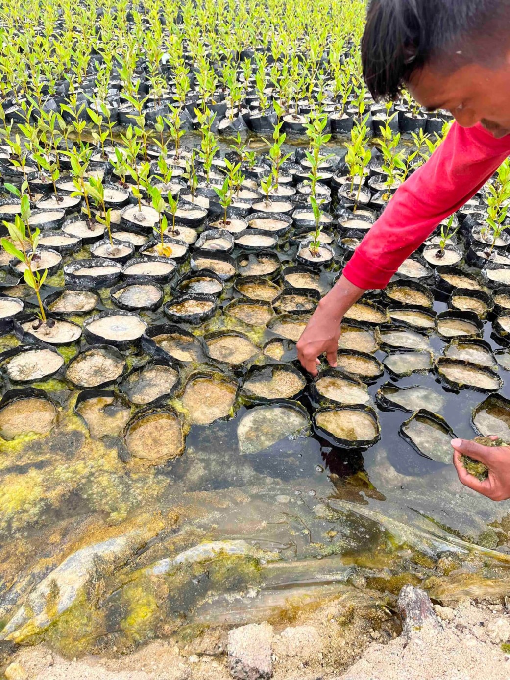 Planting for the Planet: Emirates Nature WWF